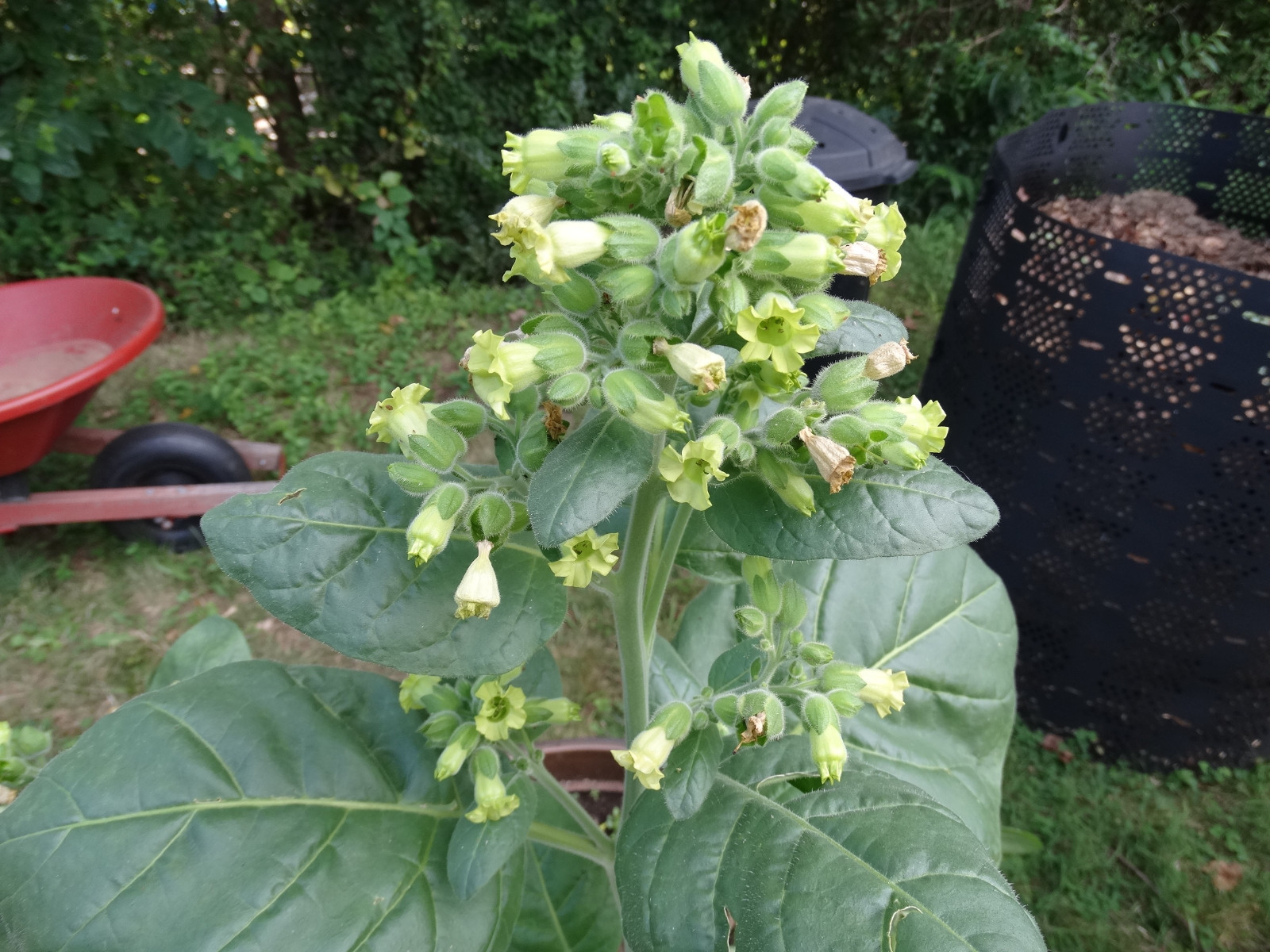 Ceremonial Indian TOBACCO 1000+ SEEDS NICOTIANA RUSTICA Mapacho Aztec Makhorka