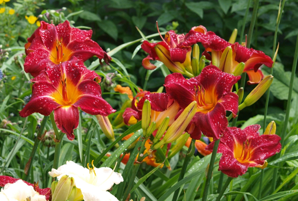 Set 5 Red Volunteer Daylily Roots – Hemerocallis – Hardy Perennial Flowering