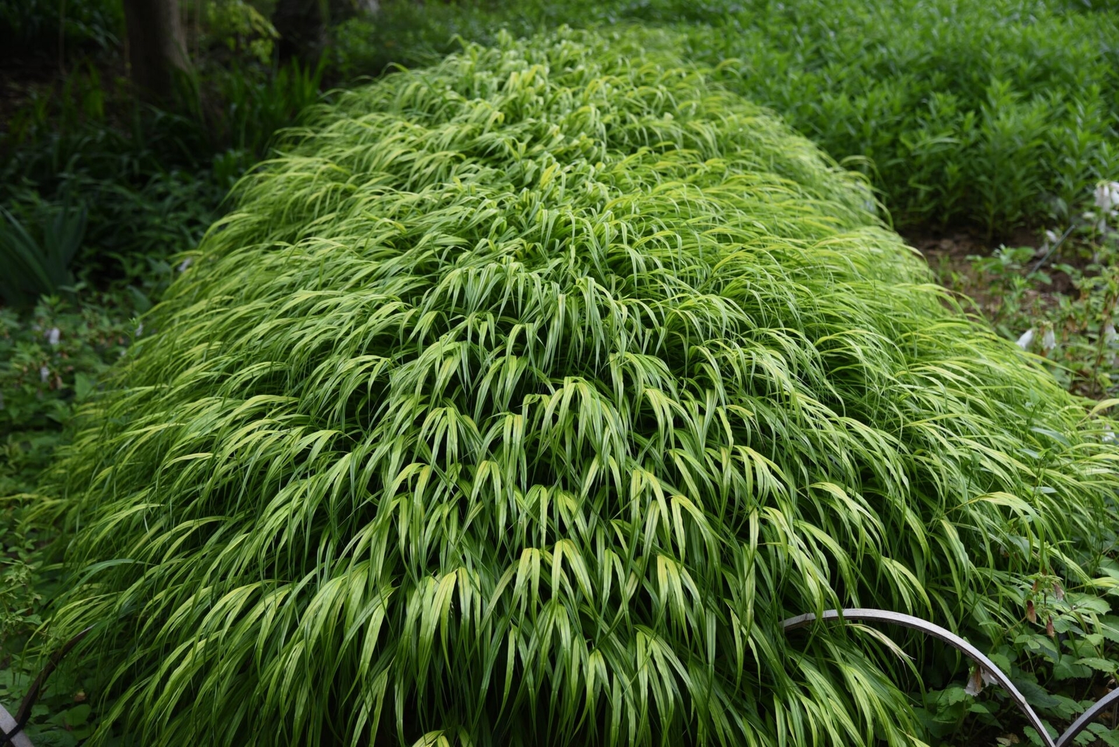 Hakonechloa macra ‘Aureola’ – Hakone Japanese Forest Grass *Live Plant