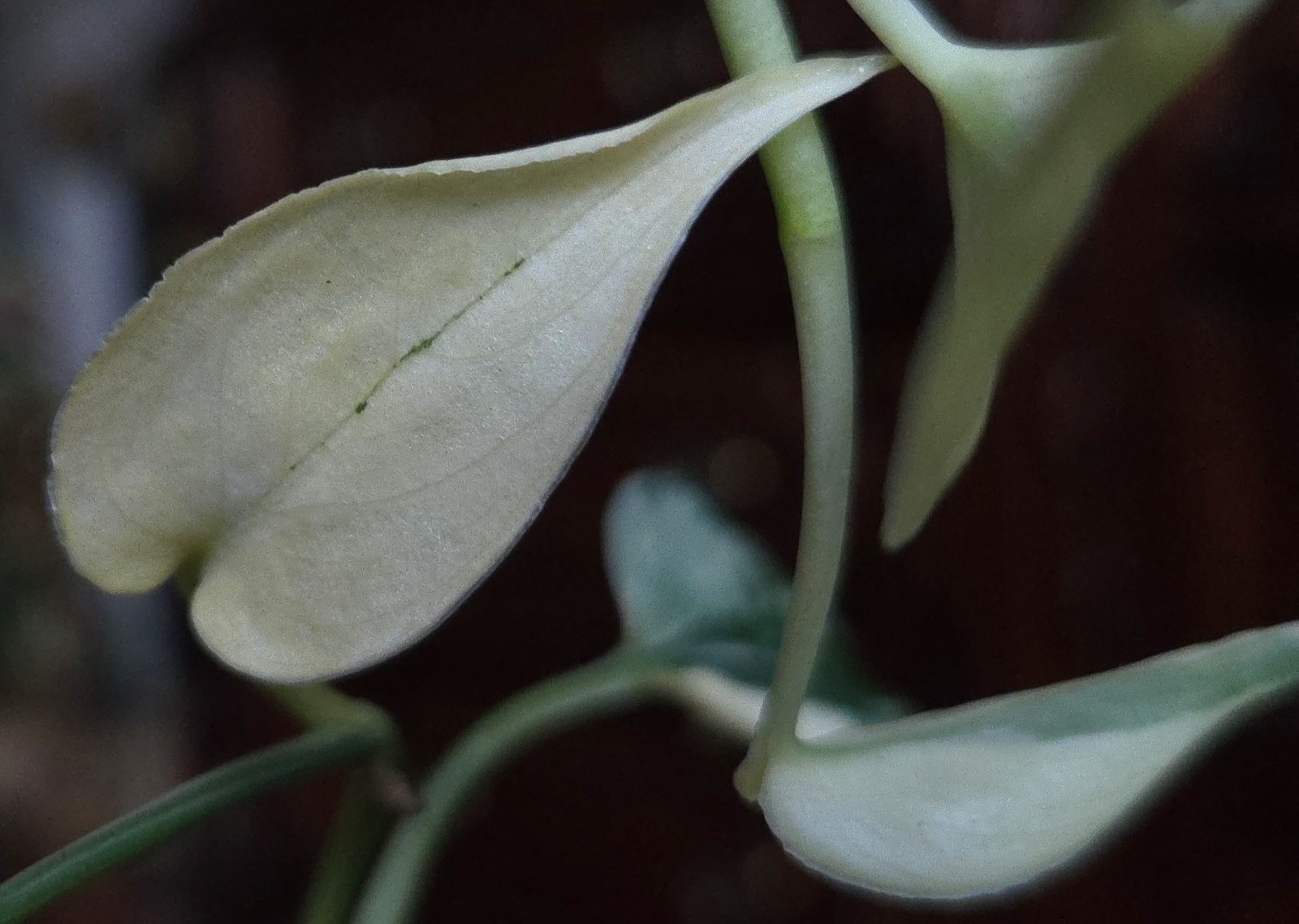 Rare Scindapsus Mayari Albo 18″ Tall not Aroid Monstera Philodendron Anthurium