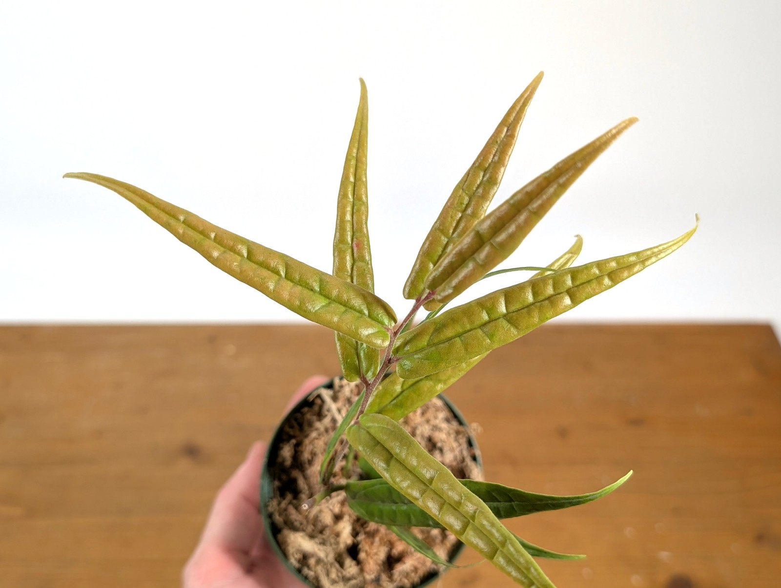 Ceratostema Pedunculatum Pot Size: 3-4″ – Grower’s Choice