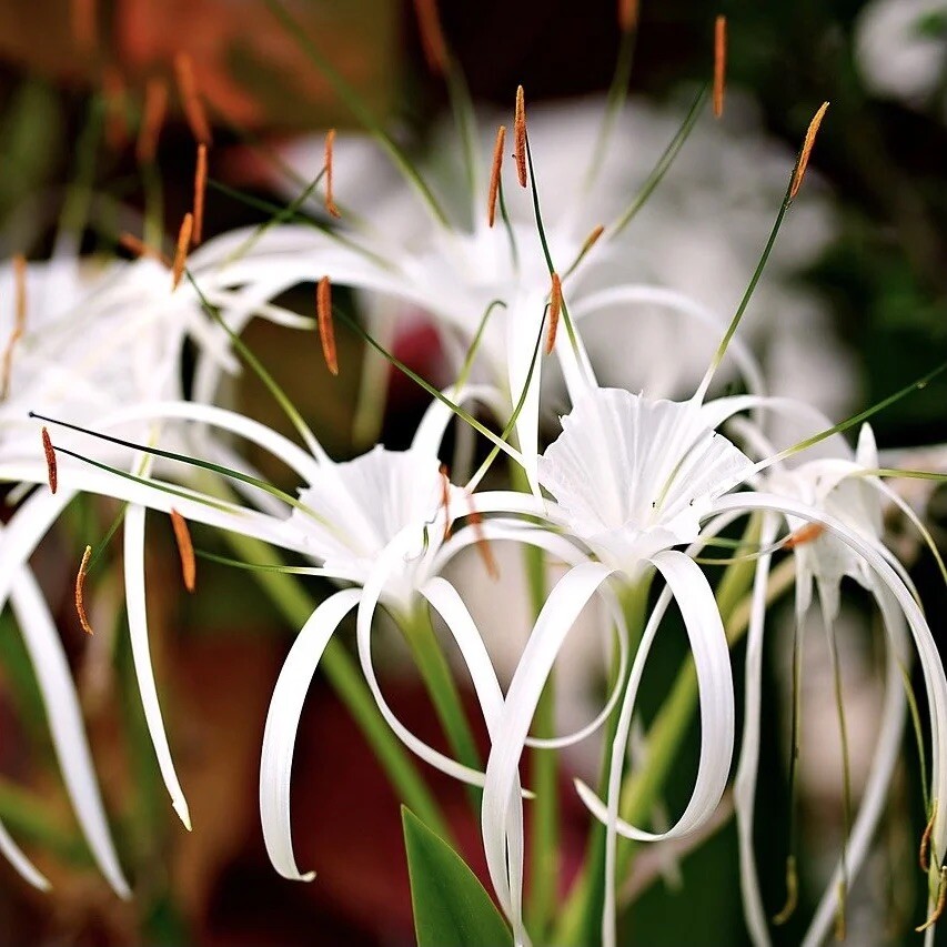 Red Bog Lily & White Spider Lily Marginal Bog pond Plant&FREE Bog Plant