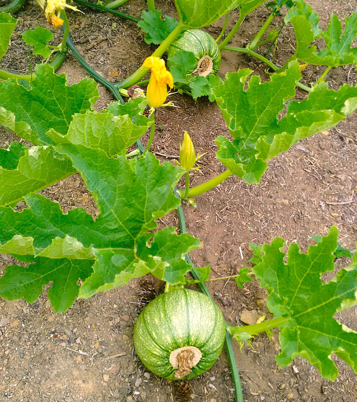 Winter Luxury Pie Pumpkin Seeds | Sweet Sugar Pumpkins Gourmet Farm Seed 2025
