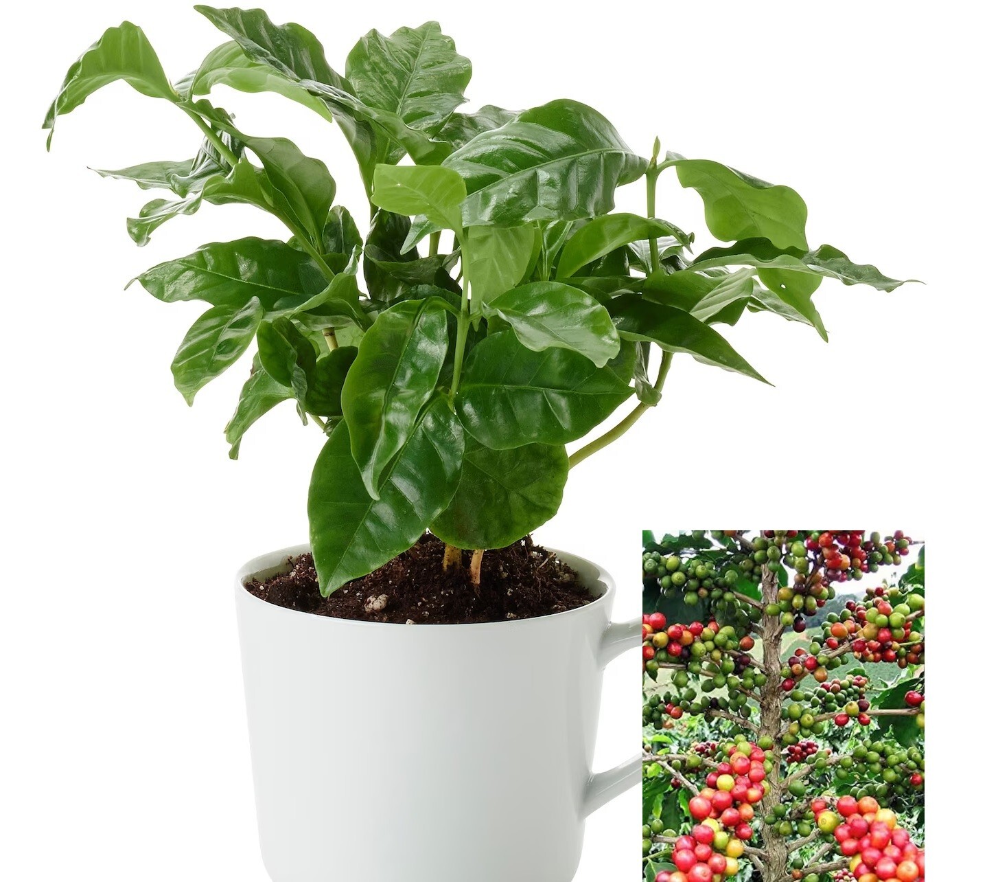 Coffee Arabica Tree Beans 10- 110 Seeds Air purifying Houseplant decor Easy grow
