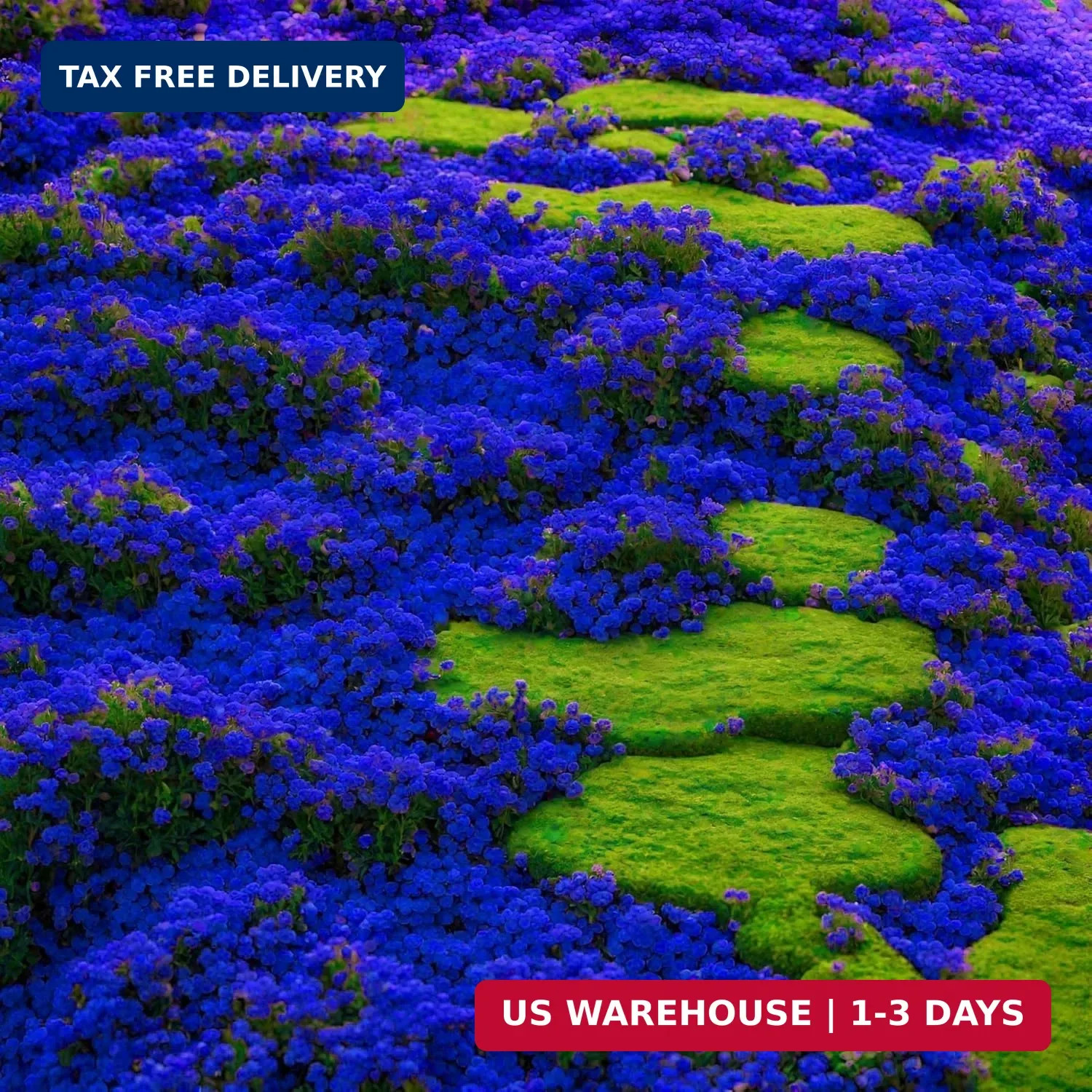 29000+ Magic Creeping Thyme Seeds for Planting Perennial Ground Cover Plants Thy