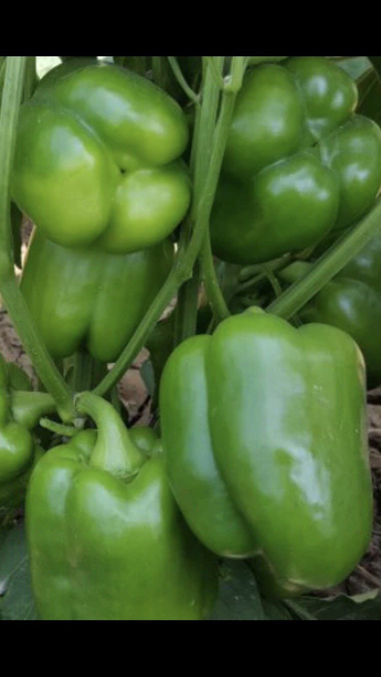 Emerald Giant Bell Pepper 20 Seeds – Large Sweet Green Peppers – Heirloom