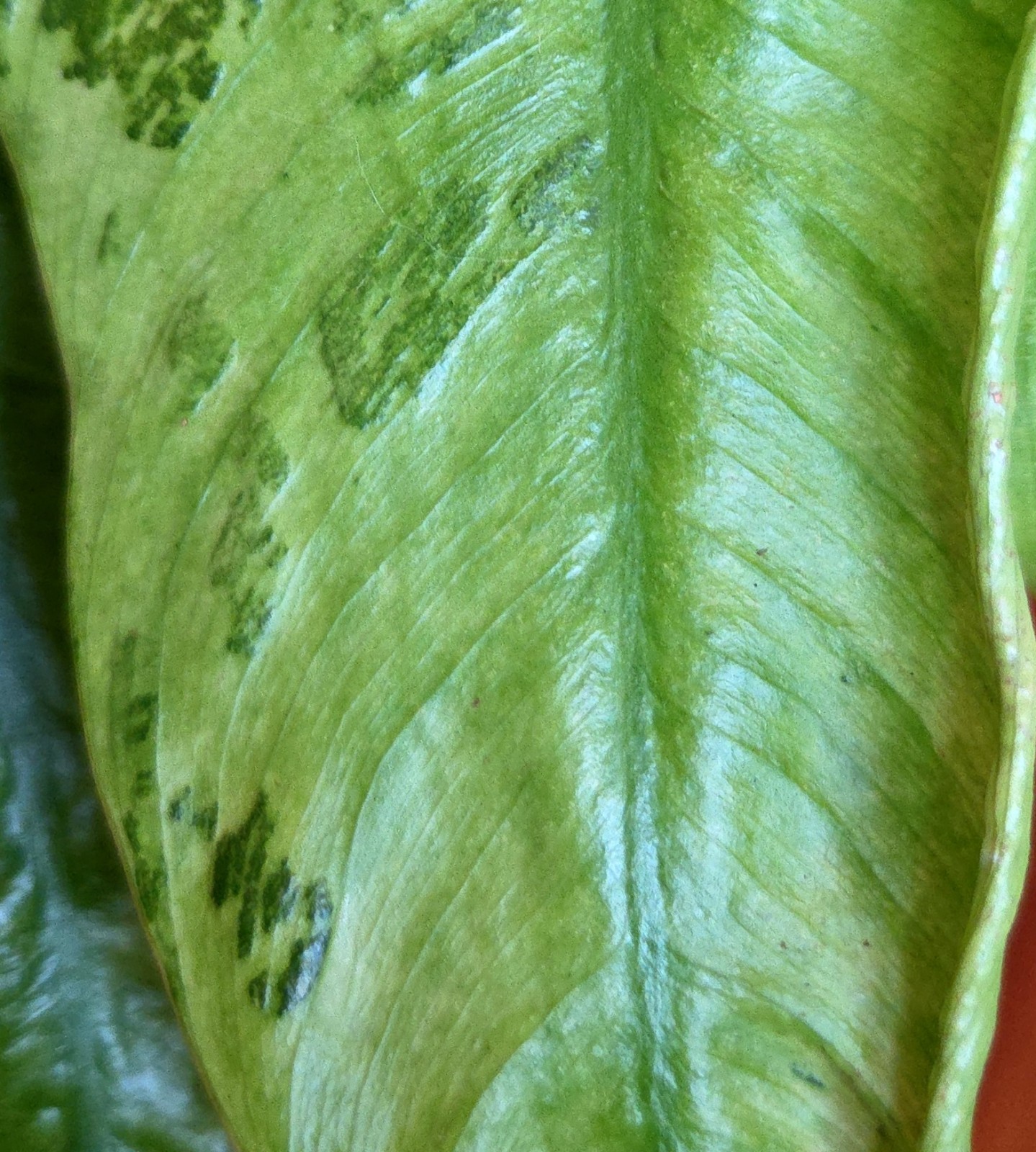 Rare Philodendron Mutant Jose Buono 27″ Wide Not Monstera Anthurium Syngonium