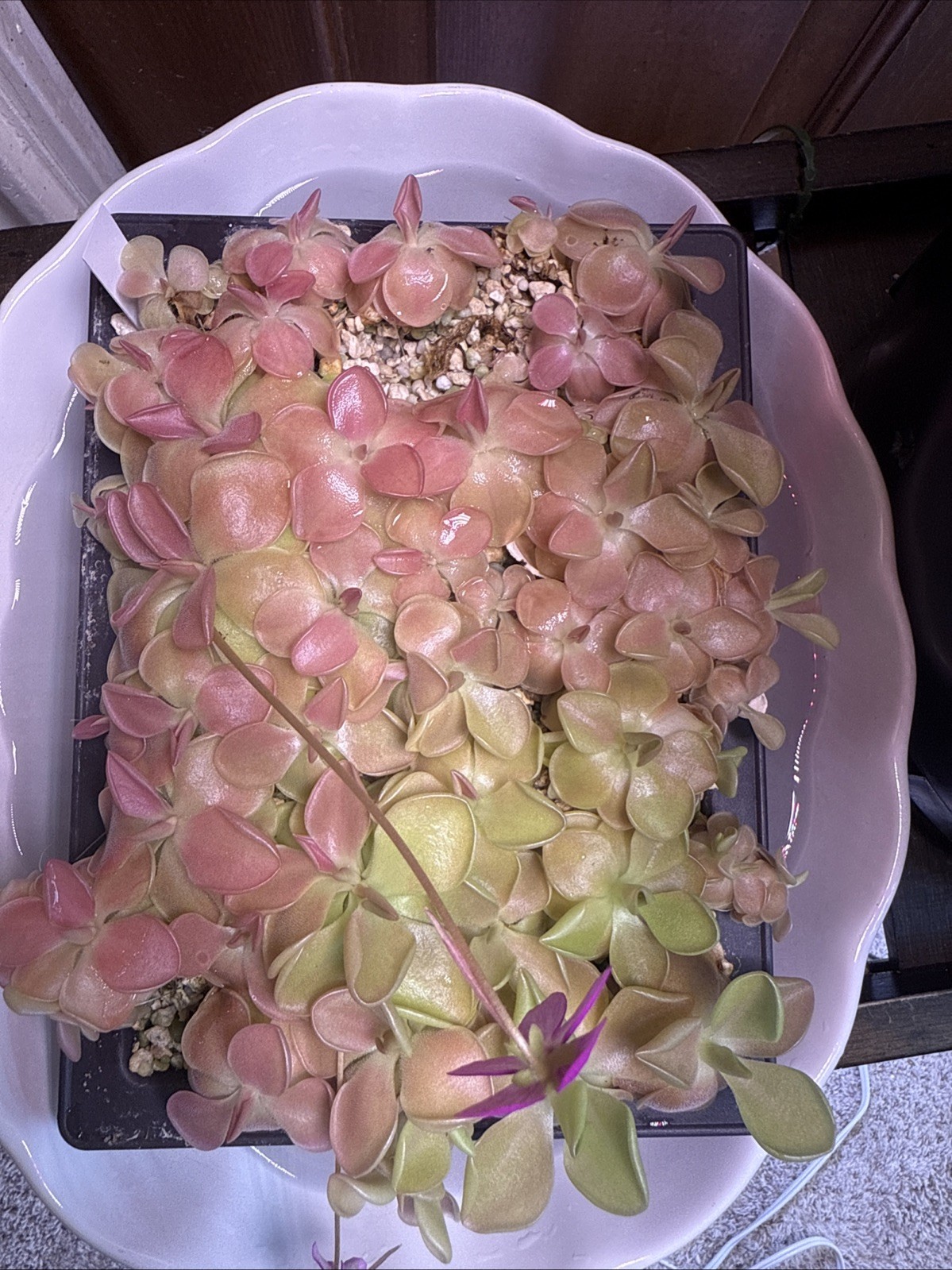 Pinguicula ‘Weser’ Mexican Butterwort Carnivorous Plant Eats All Flying Bugs￼