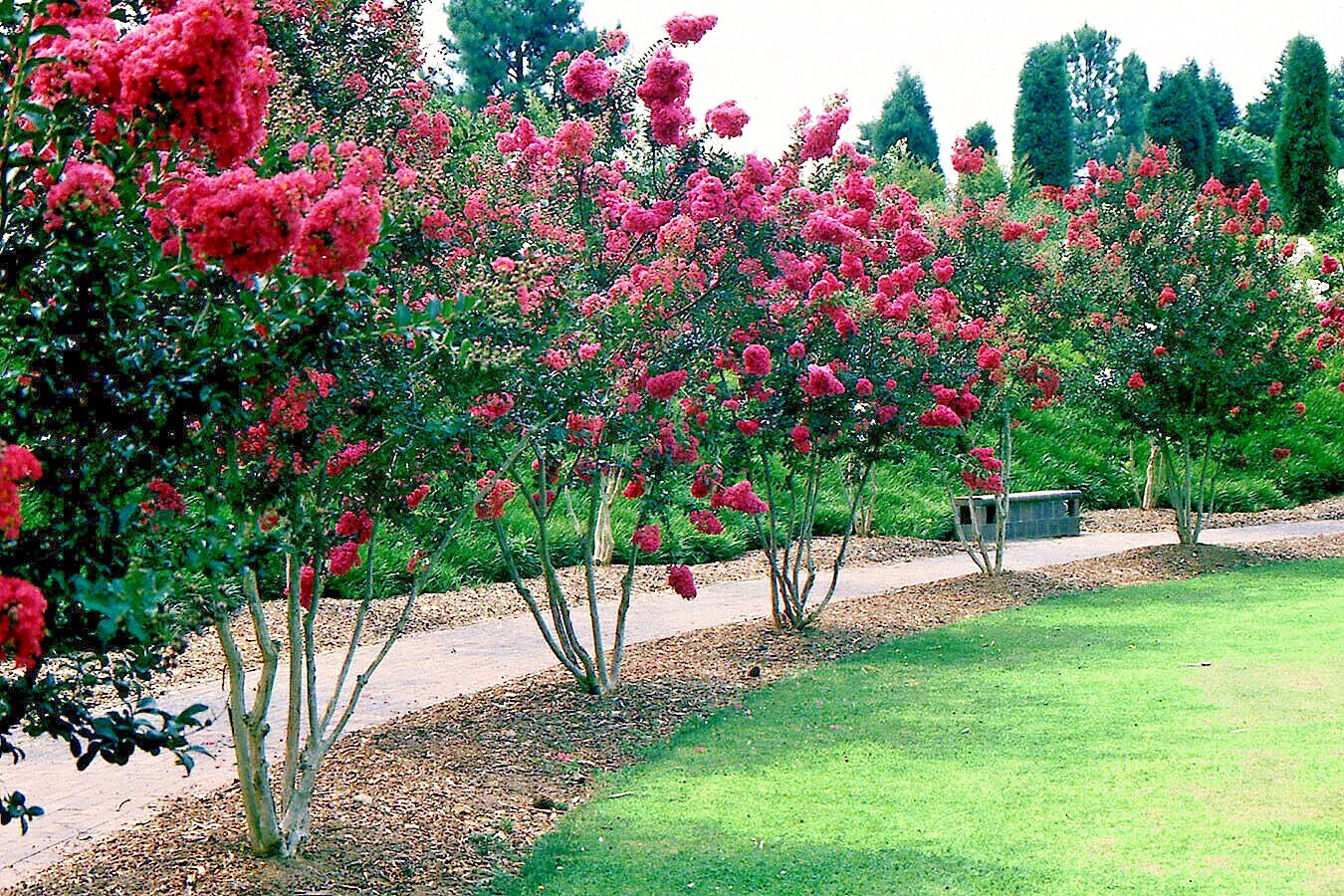 CRAPE MYRTLE TREE SEEDS Crepe (Lagerstroemia Indica) Fast Lilac Flower Plant