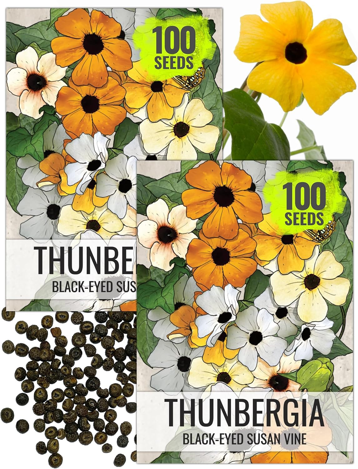 Black-Eyed Susan Vine Seeds for Planting Thunbergia Climbers – Heirloom & Open P