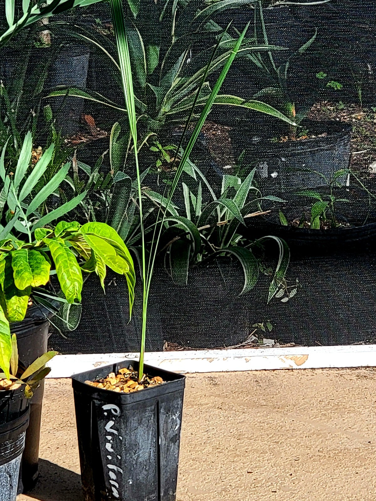 Pseudophoenix vinifera rare palm tree 1gal $45