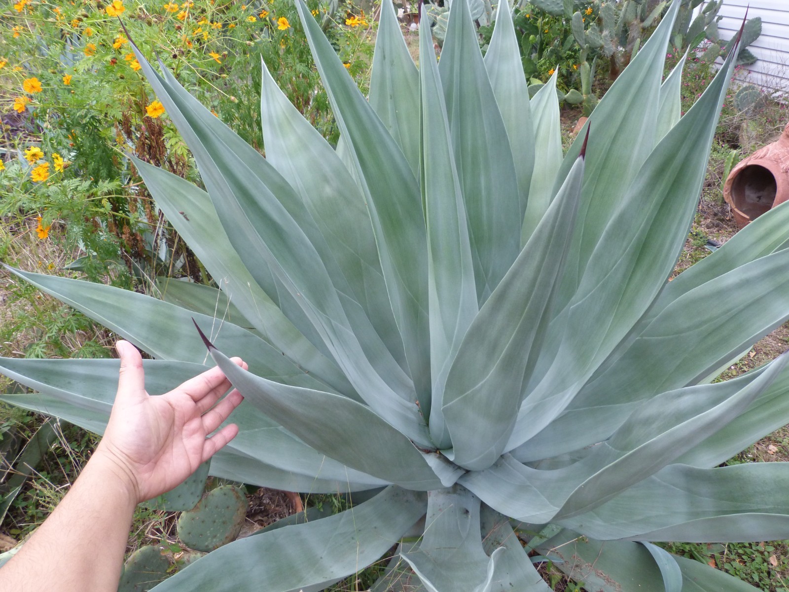 Beautiful Agave weberi blue/green spineless rigid leaves 1 pup