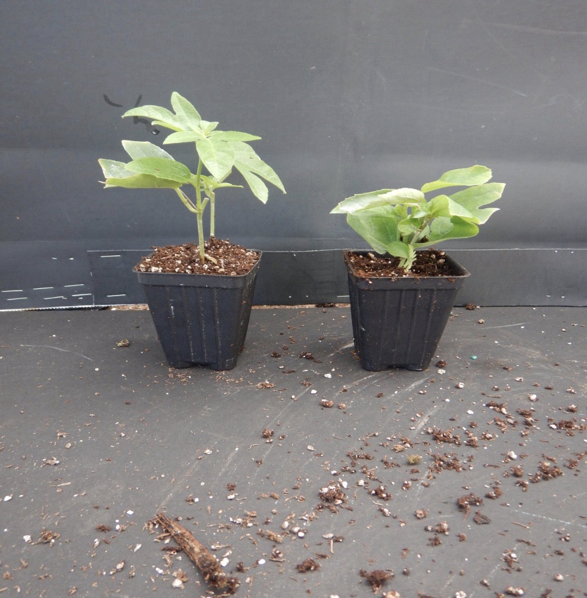 Frederick Passion Fruit~Live Starter Plant ~Passiflora edulis~ Self Fertile