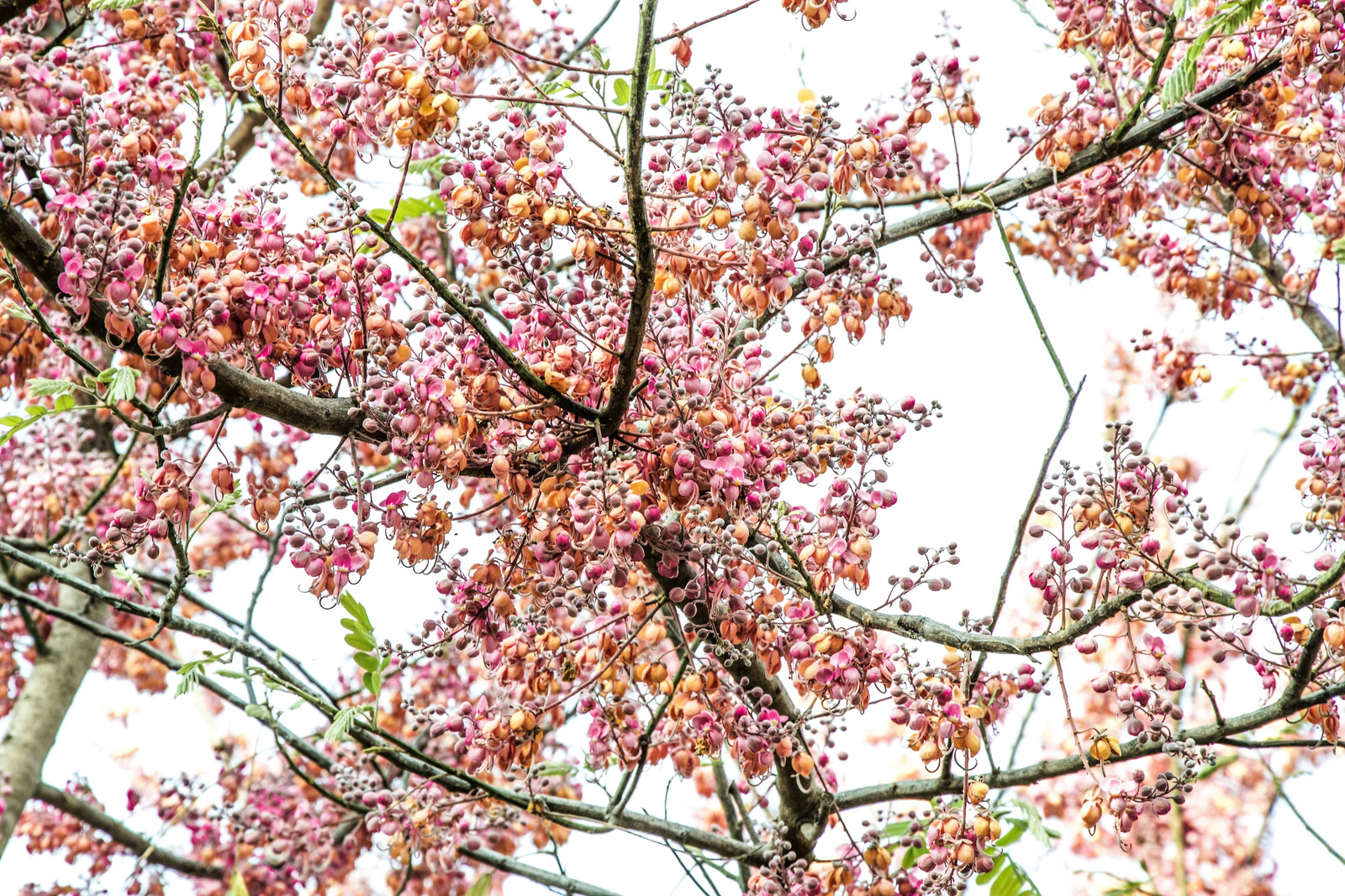 5 PINK SHOWER TREE Cassia Javanica Rainbow Apple Blossom Pink White Yellow Seeds