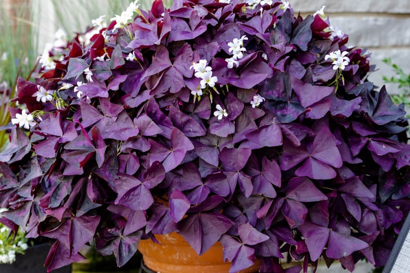 1 Purple Shamrock In 1 Gallon- Oxalis triangularis Bulbs Perennial Love Plant