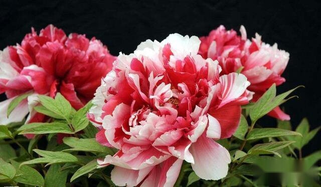 10pc PEONY SEEDS Garden Plant Flower blossom exotic USA seller FREE shipping