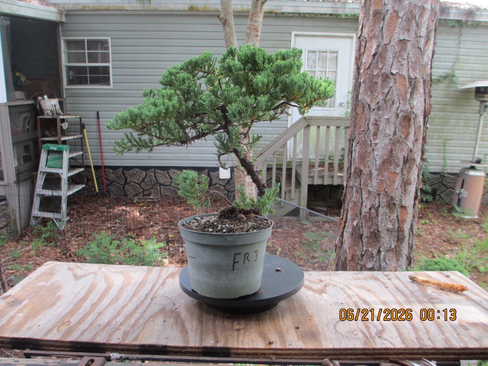 SPECIMEN BONSAI TREE JUNIPER PROCUMBENS NANA/FR3