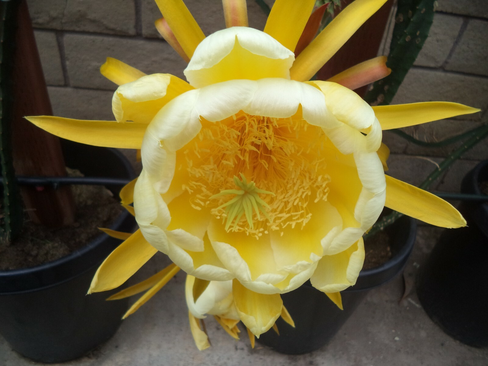 Yellow Dragon Fruit Palora Variety Matured Fresh Cutting For One Pc In 10″-12″ H