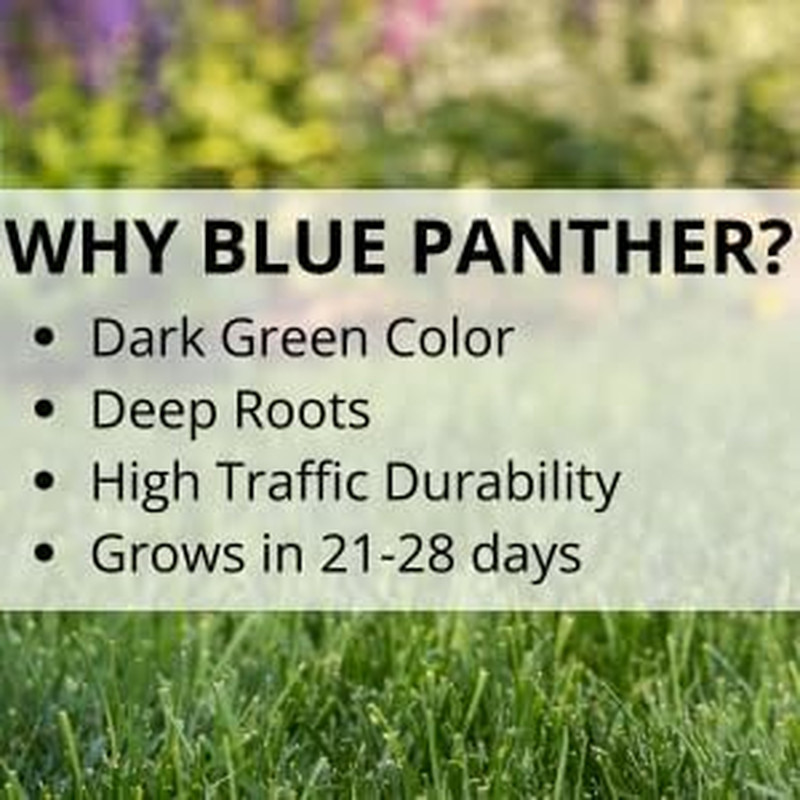 Jonathan Green (10357) Blue Panther Southern Lawn Grass Seed – Warm Season Lawn