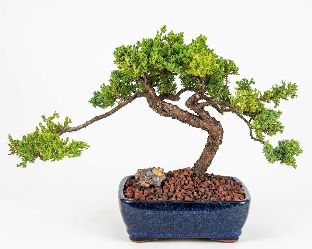 Juniper Bonsai Tree Live Plant Procumbens Nana Evergreen Outdoor Finished 13″H