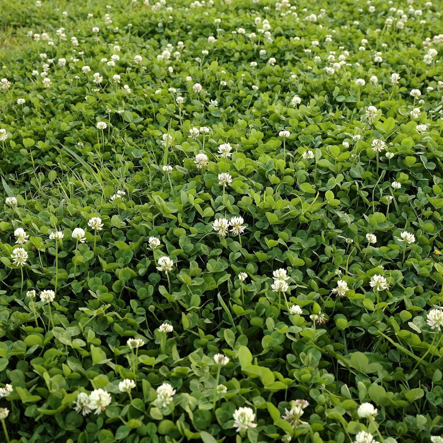 Attractive White Clover Seed – 2 lbs. for USDA Zones 3-10 & Minimal Water Needs