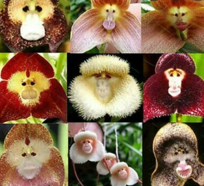 Monkey face orchid 10 seeds