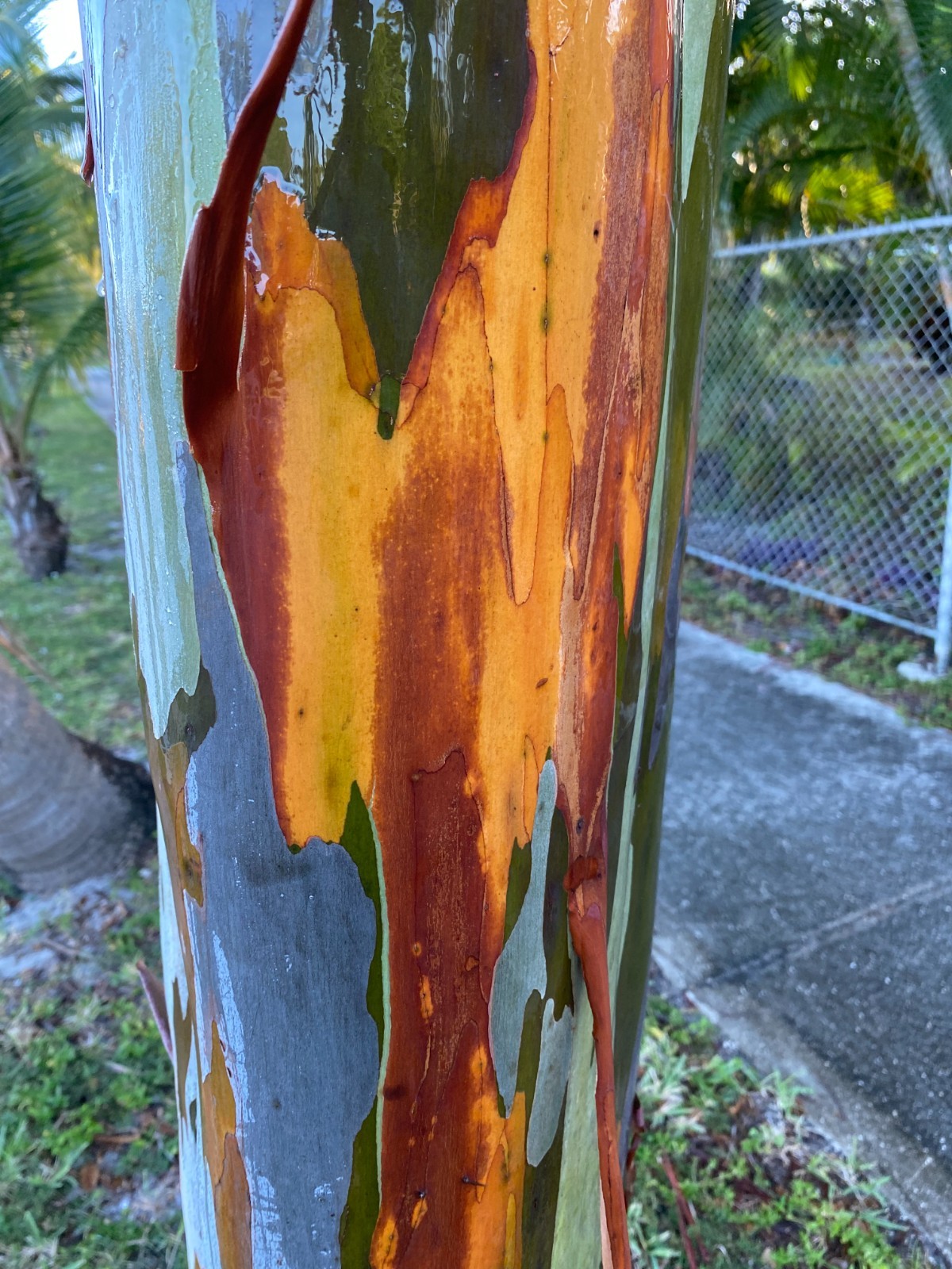 Rainbow eucalyptus seedling 12 to 20 inches tall shipped in 4 inch pot with soil