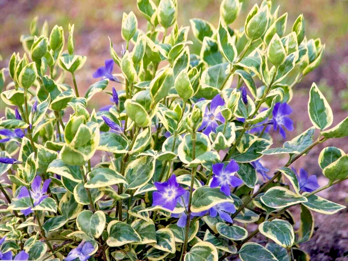 6 Variegated VINCA VINE Ground Cover Plants 8″-12″ Live Starter Plants!! Wow!