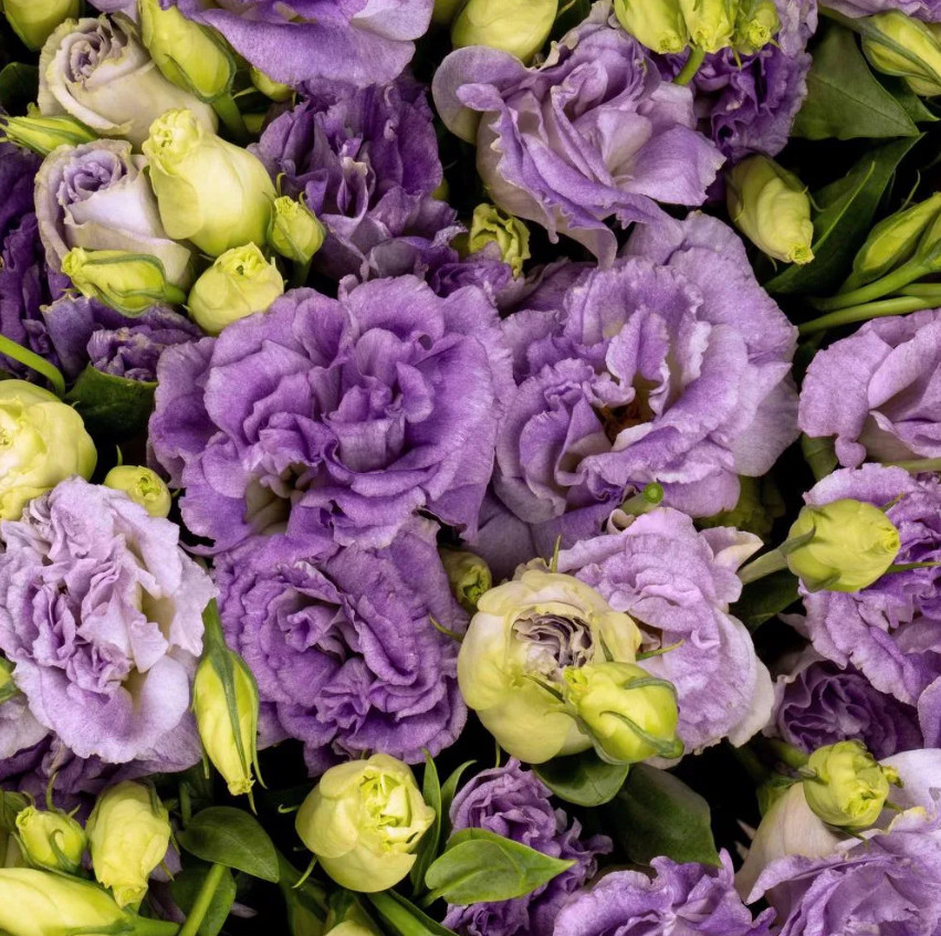 Celeb 2 Metallic Blue Lisianthus Plug Plant – 2-4″ Tall – Metallic Blue Flowerin