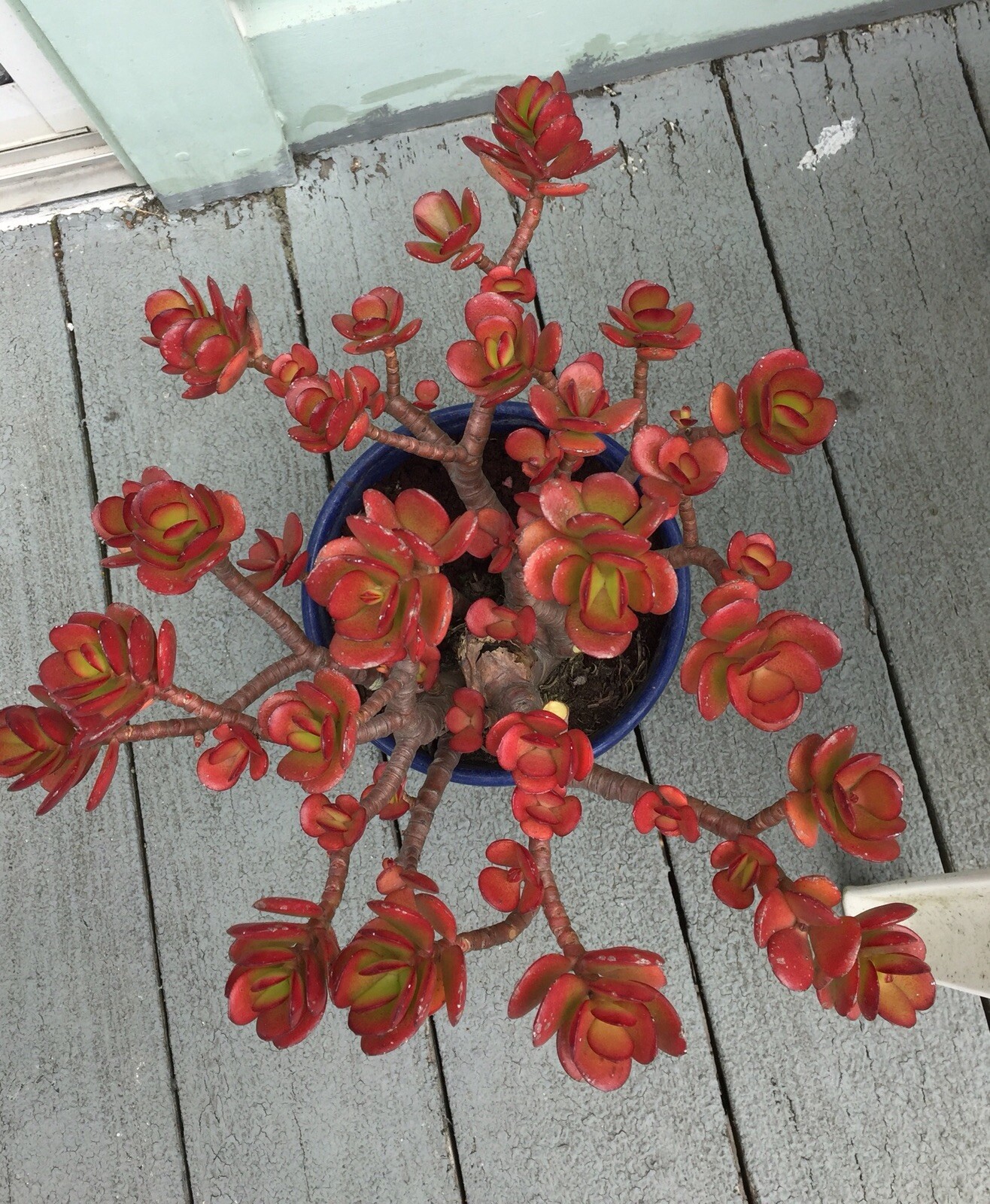 RARE RED AKAI Jade Succulent Crassula Ovata Plant 1 Cutting Without Root