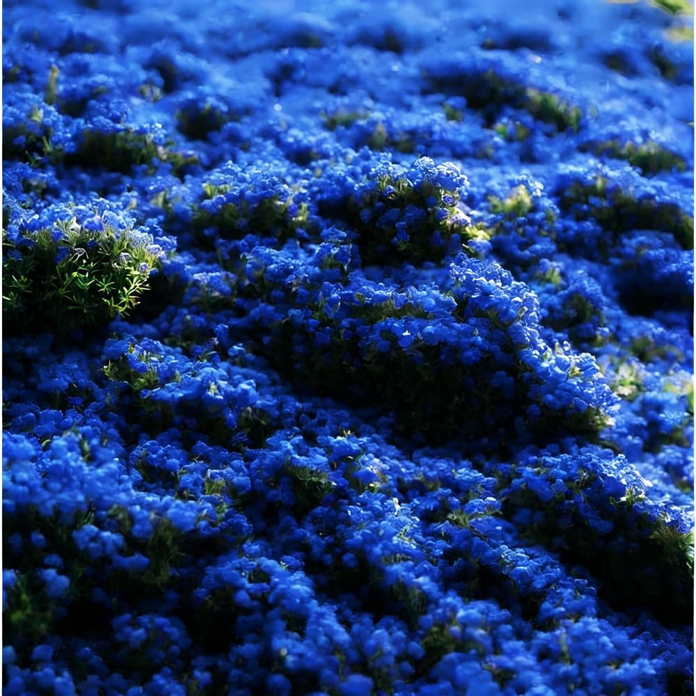 Blue Woolly Thyme Seeds,20001+ Blue Creeping Thyme Seeds Ground Cover