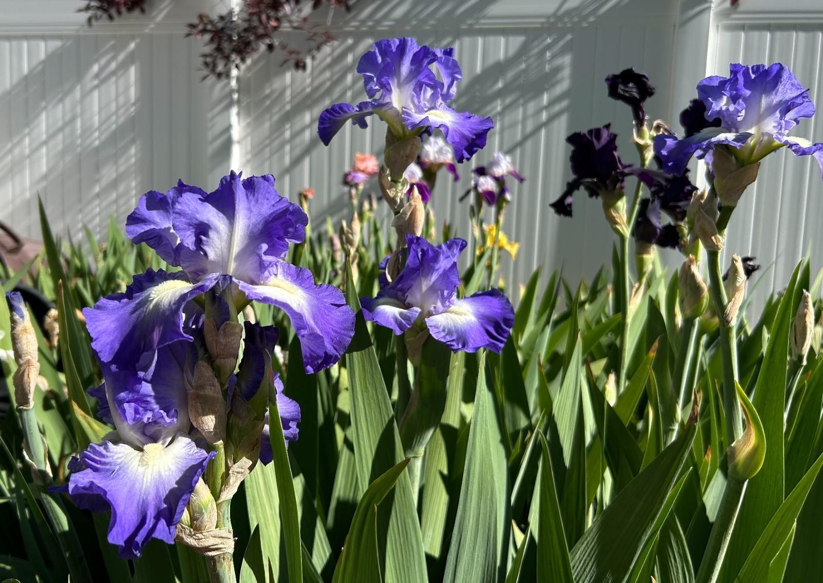 ‘Speeding Again’ iris rhizome + gift, combined shipping $1 each additional