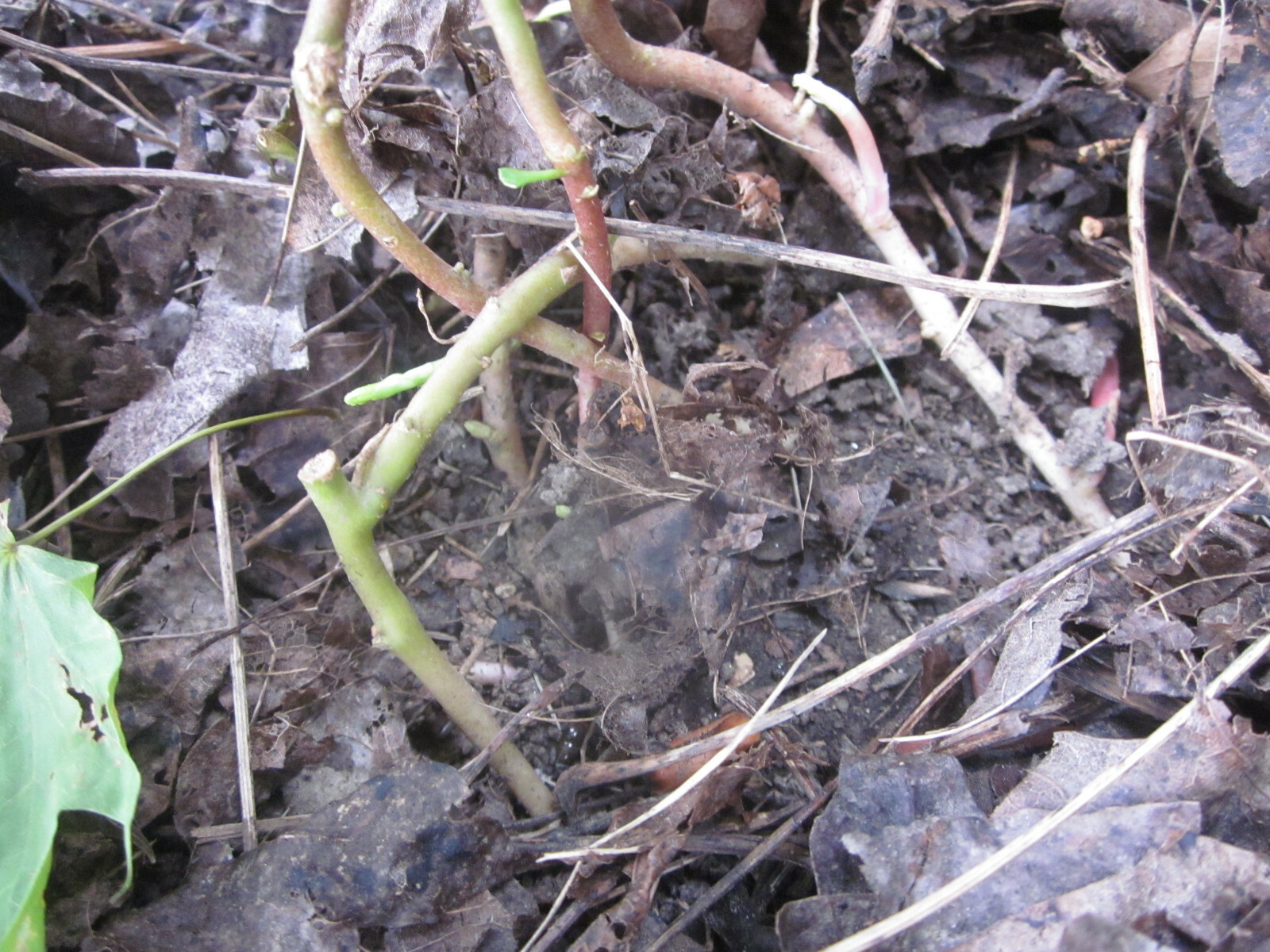 20 Pachysandra Perennial Plants Established Bare Root Old Property No Chemicals
