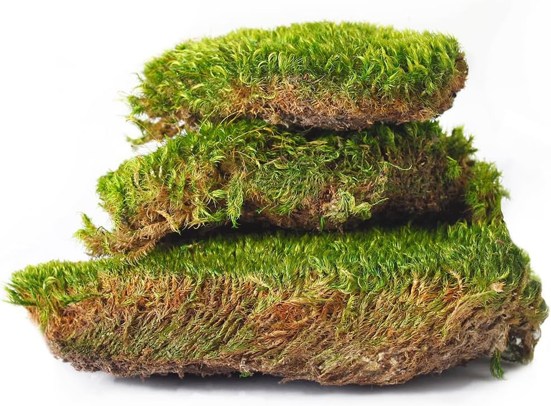 (21542) Mood Moss Preserved, Fresh Green, 4Oz