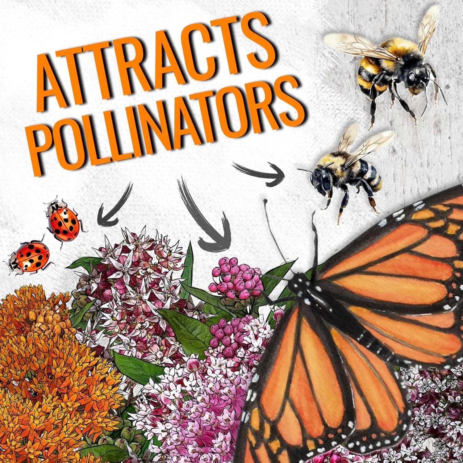 Seed Needs MEGA Milkweed Seed Packet Collection – 5 Individual Varieties