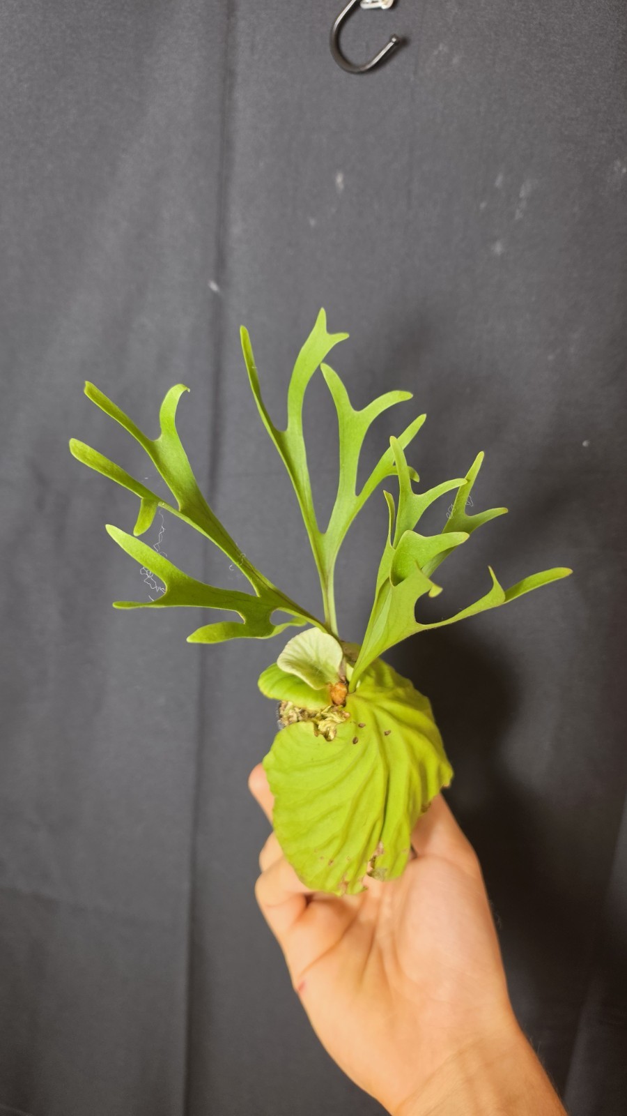 RARE Platycerium Ridleyi “Nano” USA SELLER