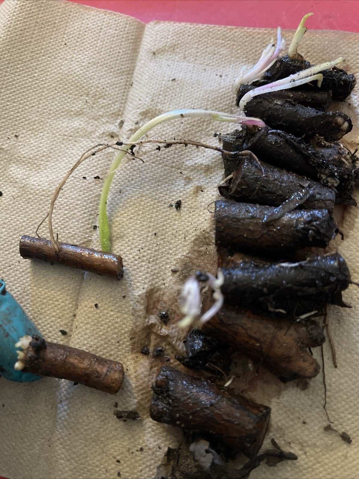 Russian Comfrey Bocking #14, (5) matured Root Cuttings or 1 Established plant