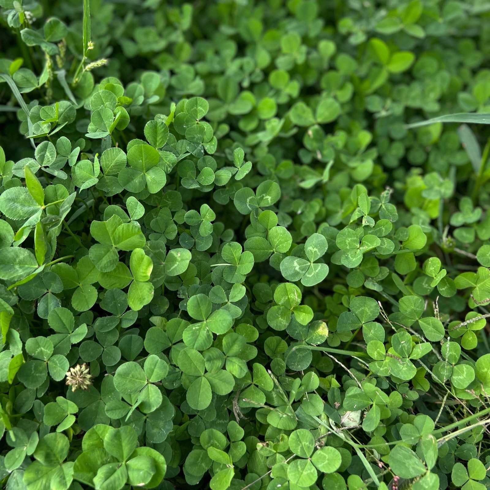 Mountain Valley Micro Clover Seed 1Lb Lawn Drought-Tolerant Mini Grass Alternati