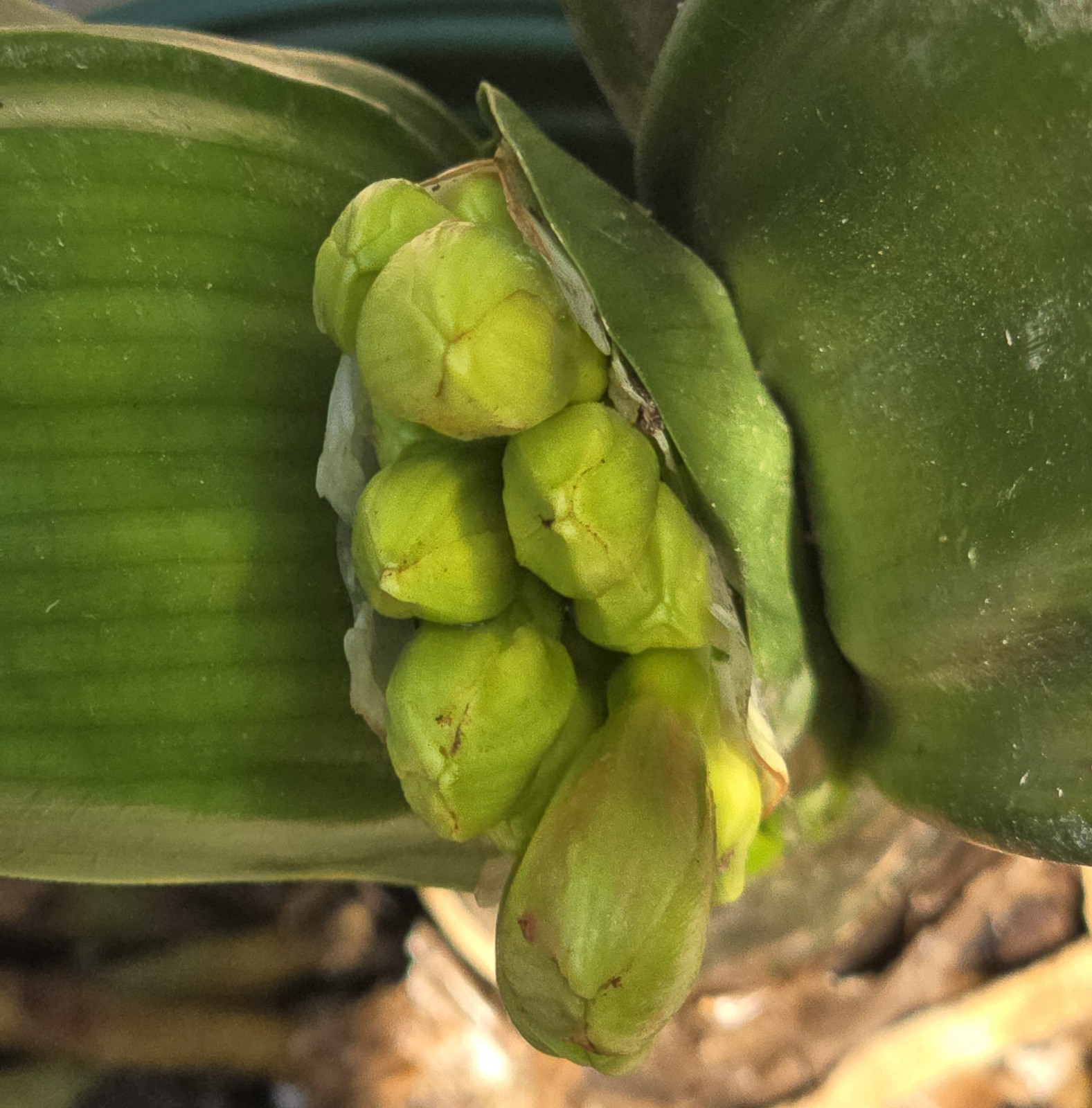 CLIVIA Miniata Orange Ready To Bloom NOW Mature Live Plant Shipped Bare Root