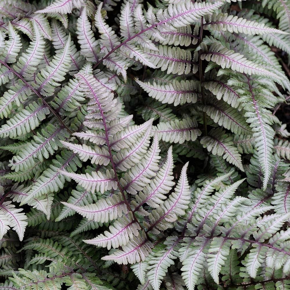 Japanese Painted Fern mix of best hybrids 500+ spores (seeds)