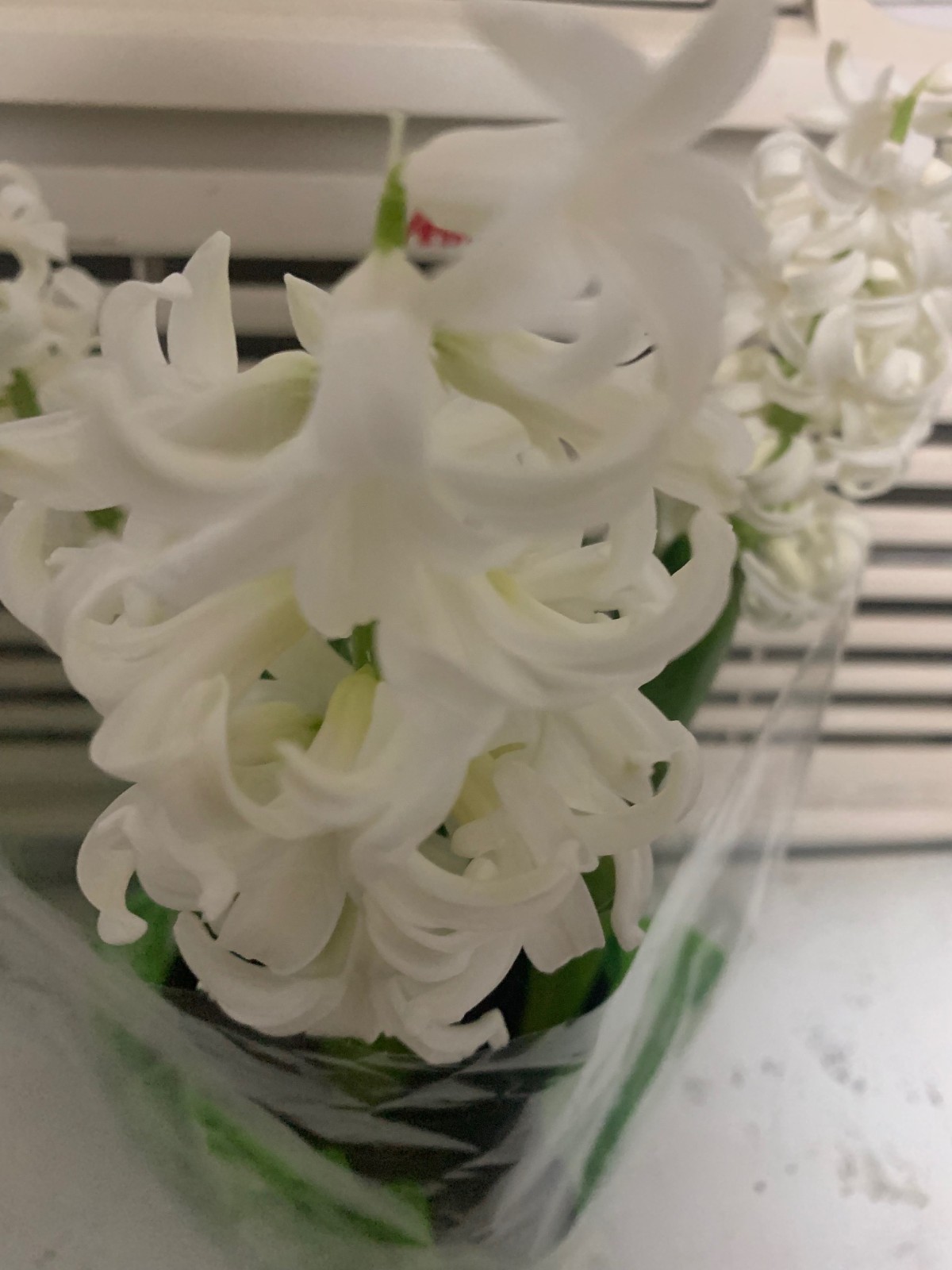 White Hyacinth 1 Plant Assorted Colors Healthy Rooted In pot Fast Shipping!!
