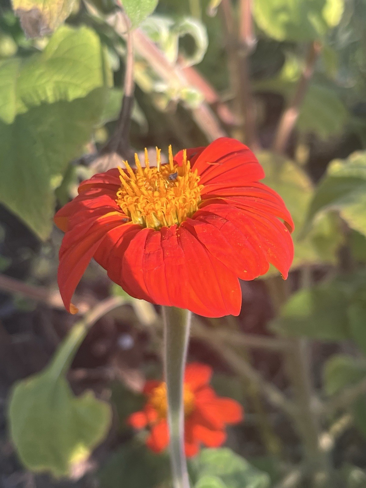 Garden Start Seed Variety Packs (PNW Native, Rare Exotic)