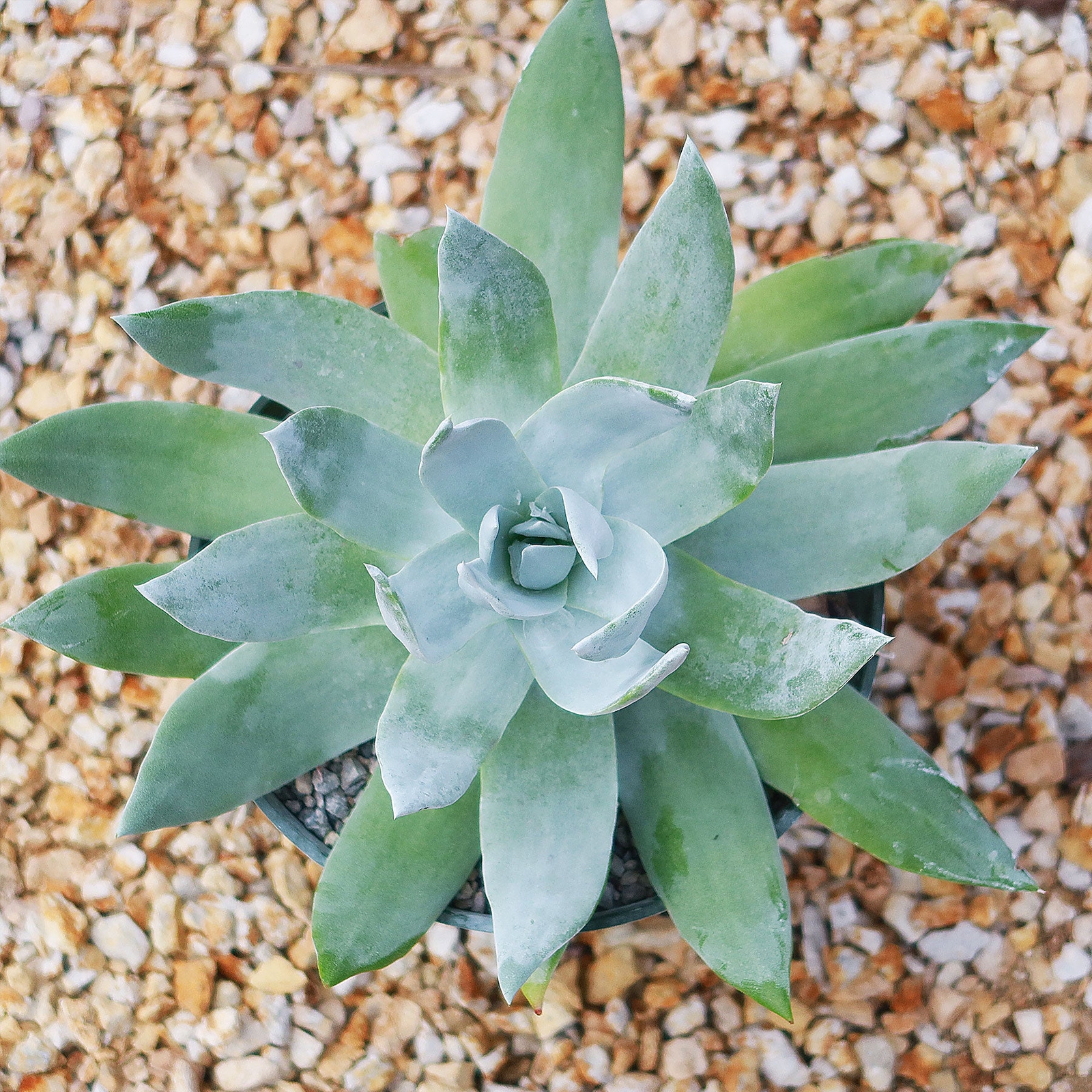 Giant Chalk Dudleya ‘Dudleya brittonii’ cactus Cacti Succulent real live plant