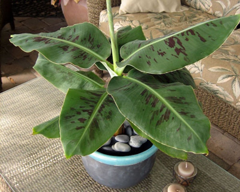 1 Truly Tiny Banana Starter Plug Musa acuminata Live Plant