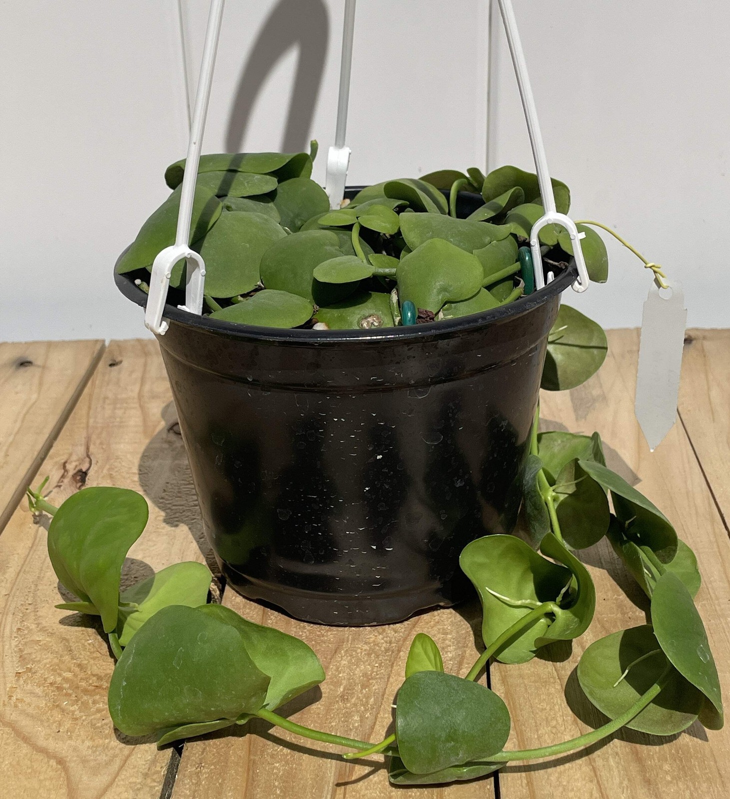 Dischidia Platyphylla – Grown In 6” Hanging Pot – Super Healthy!