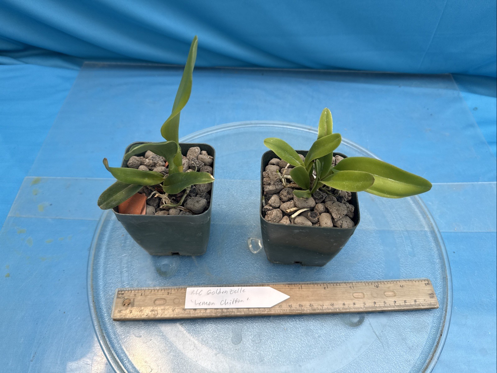 Cattleya Rlc Goldenzelle ‘Lemon Chiffon’ Fragrant Yellow Orchid Hybrid 4” RePot