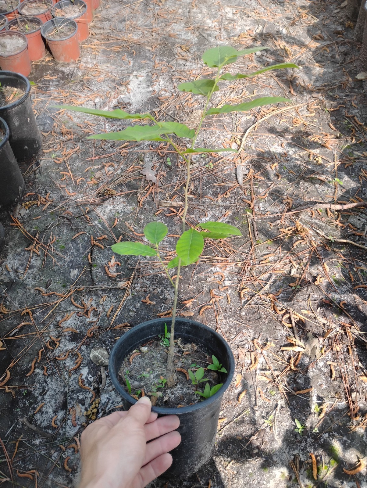 Chinese Chestnut Tree, 1 Gallon Pot.
