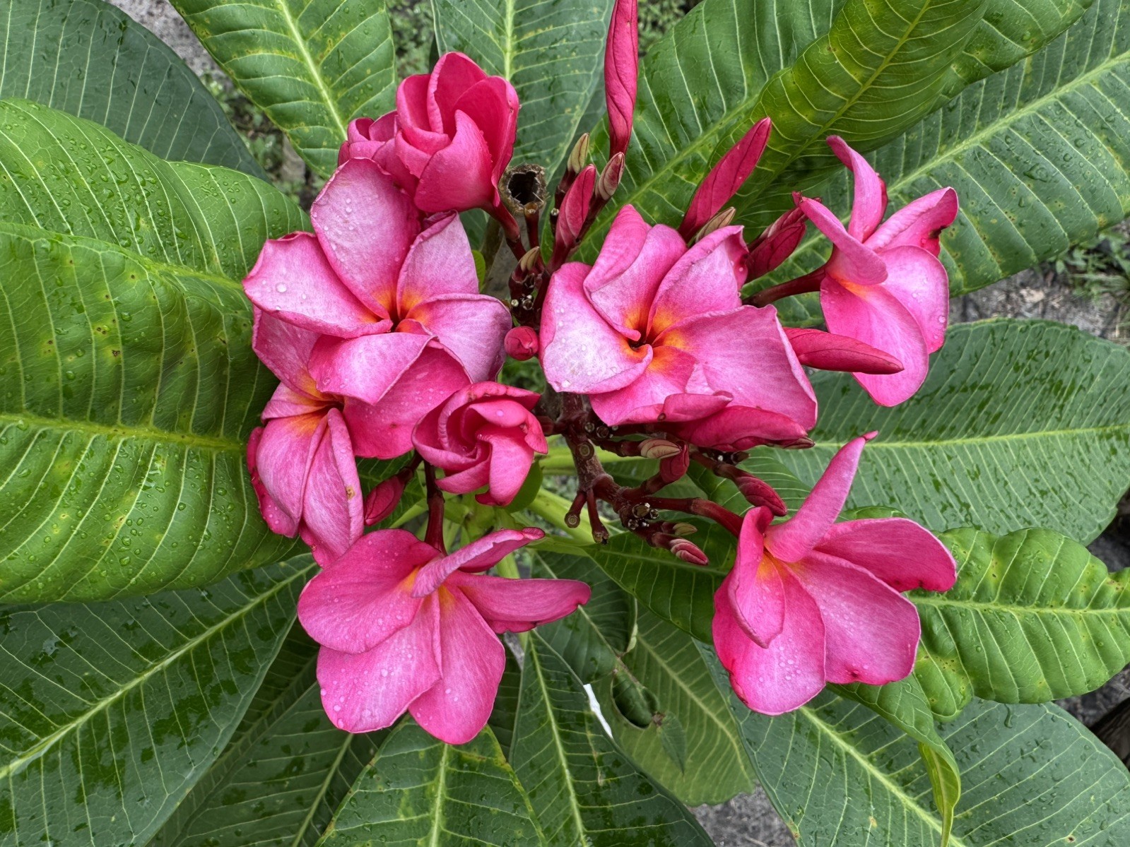 Mixed Thai Seeds bulk (Plumeria Kingdom)
