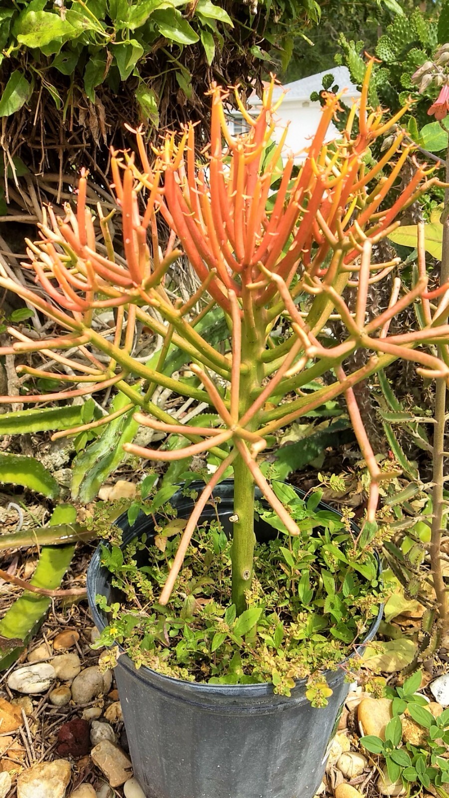 Euphorbia tirucalli ‘Rosea 12″ Rooted (Fire Stick Plant) Unusual Spurges Plant.
