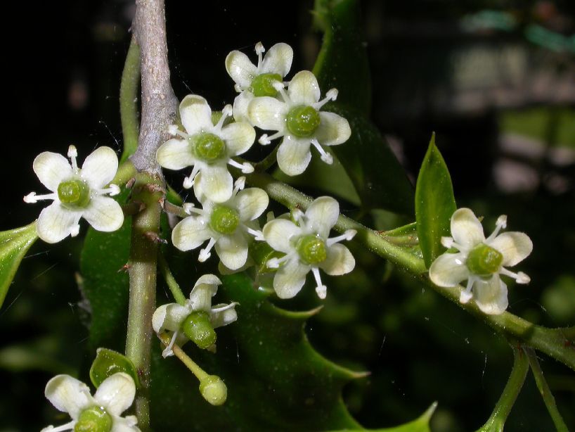 American Holly, Ilex opaca, Tree Seeds